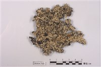 藏品(切割雙歧根梅衣)的圖片